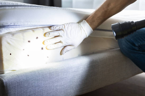 Pest Control for Restaurants in Panguitch, UT