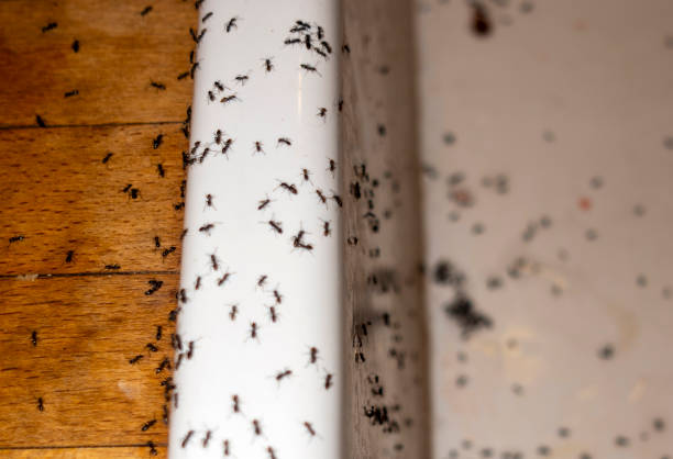 Best Best Pest Control Companies  in Panguitch, UT