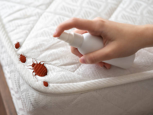 Best Local Pest Control Services  in Panguitch, UT