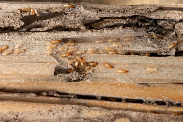 Best Exterminator Services  in Panguitch, UT